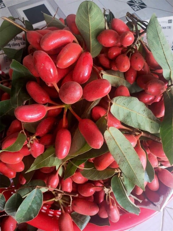 Vì mọc tự nhiên và không được thu hoạch đại trà như các loại cây ăn trái khác, sản lượng quả phụ thuộc hoàn toàn vào mùa vụ. Ảnh: Thời báo Văn học Nghệ thuật