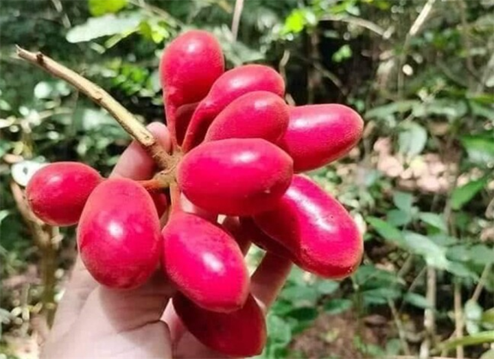 Quả vú bò được nhiều người săn lùng nhờ hương thơm nồng nàn cùng vị chua ngọt thanh mát. Ảnh: Thời báo Văn học Nghệ thuật