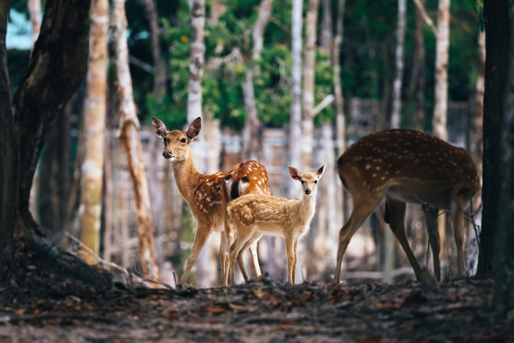 Vinpearl Safari Phú Quốc đã đón hàng ngàn cư dân được sinh ra tại đây. Nguồn ảnh Vingroup