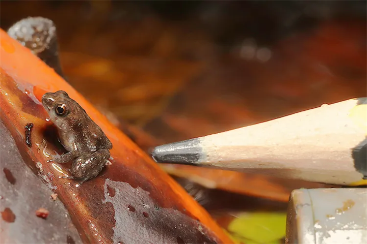 Một con ếch Afia Birago nằm cạnh một cây bút chì tại Vườn thú Luân Đôn. (Nguồn: Ben Tapley ZSL/People)