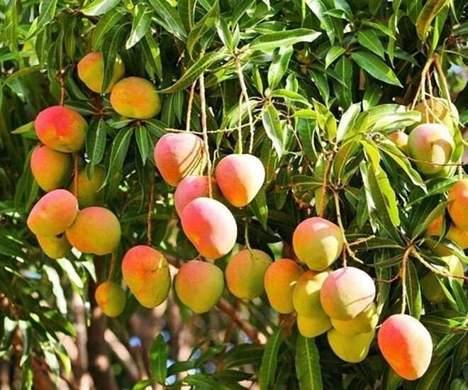 Xoài là loại trái cây nhiệt đới vô cùng quen thuộc với người Việt. Ảnh: Phụ nữ & Pháp luật