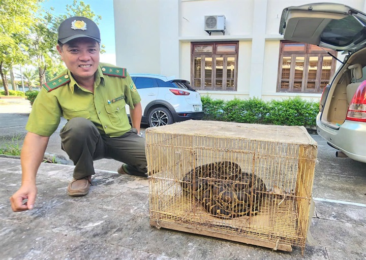 Người dân ở Huế tự nguyện giao nộp trăn đất nặng 10kg. (Nguồn: Công Lý)