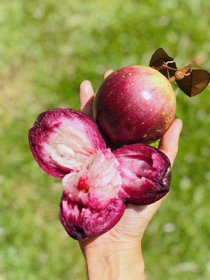 Vú sữa Lò Rèn có hình thức bắt mắt, hương vị vương vấn và giá trị kinh tế vượt trội. Ảnh: Thời báo Văn học Nghệ thuật