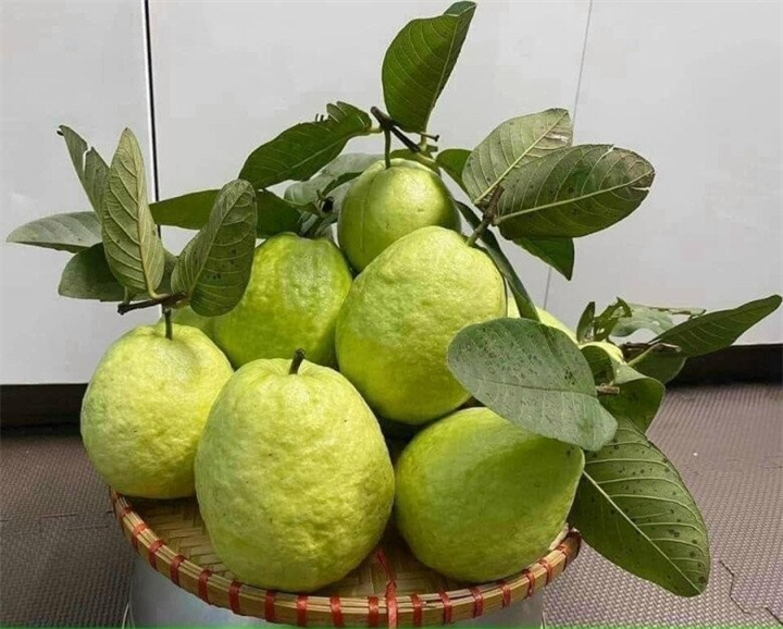 Không chỉ giàu dinh dưỡng, ổi còn được đánh giá cao nhờ những lợi ích tích cực đối với sức khỏe. Ảnh: Arttimes