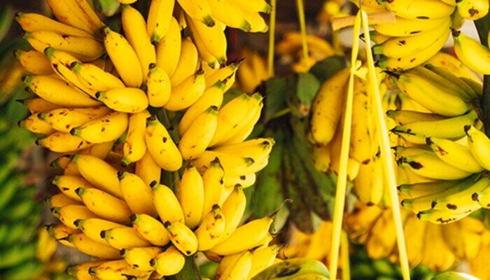 Chuối ngự Đại Hoàng được phân phối quanh năm nhưng ghi nhận sức mua tăng mạnh vào thời điểm cuối năm. Ảnh: Phụ nữ & Pháp luật