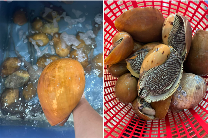Ốc giác thường sống ở vùng đá ngầm, ghềnh đá, hốc đá hoặc các vách đá dưới mặt nước. Ảnh: VietNamnet