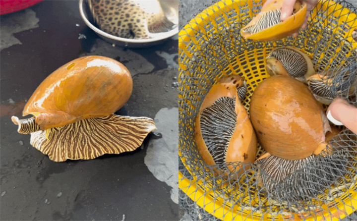 Ốc giác là một trong những loại ốc có kích thước lớn ở Việt Nam. Ảnh: Phụ nữ mới