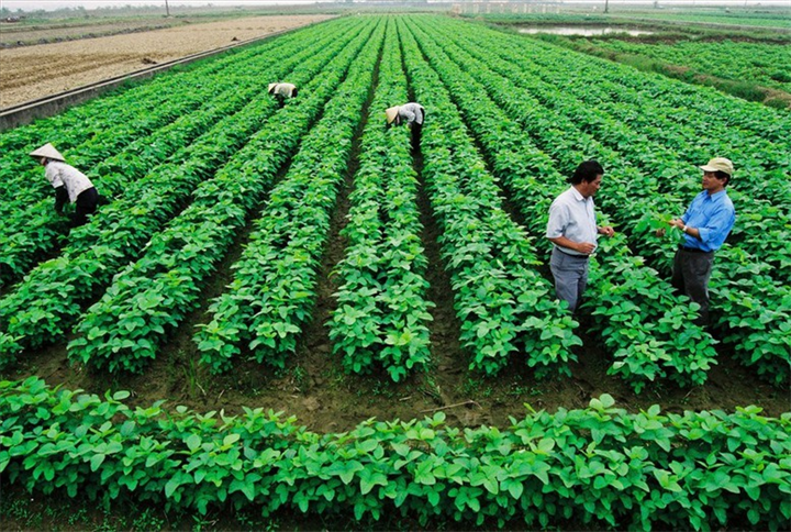 Điều kiện hưởng mức thu tiền sử dụng đất ưu đãi là thông tin nhiều người quan tâm. Ảnh minh họa: mae.gov.vn