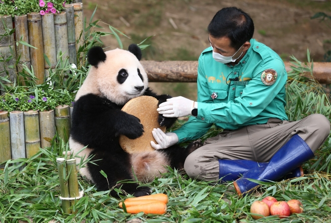 Tất tần tật về Fubao, công chúa gấu trúc đã lấy nước mắt của bao du khách ở Hàn Quốc ngày hôm nay - Ảnh 3.