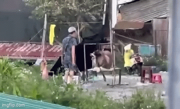 Du khách khắp nơi phẫn nộ, kêu gọi ngưng chụp ảnh với những chú chó tại Đà Lạt- Ảnh 1. Du khách khắp nơi phẫn nộ, kêu gọi ngưng chụp ảnh với những chú chó tại Đà Lạt- Ảnh 1.