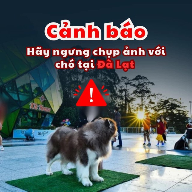 Du khách khắp nơi phẫn nộ, kêu gọi ngưng chụp ảnh với những chú chó tại Đà Lạt- Ảnh 2. Du khách khắp nơi phẫn nộ, kêu gọi ngưng chụp ảnh với những chú chó tại Đà Lạt- Ảnh 2.