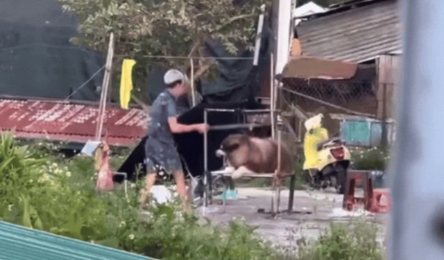 Chính thức: Đà Lạt chấm dứt tình trạng lợi dụng thú cưng ᵭể kinh doanh, chụp ảnh với khách du lịch!- Ảnh 1. Chính thức: Đà Lạt chấm dứt tình trạng lợi dụng thú cưng ᵭể kinh doanh, chụp ảnh với khách du lịch!- Ảnh 1.