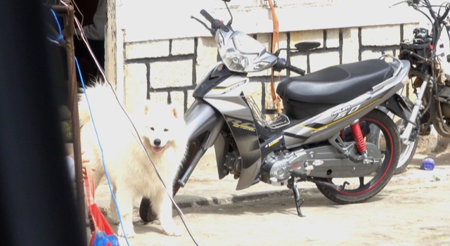 Diễn tiến mới vụ chú chó Alaska bị đánh đập ở Đà Lạt: Nhóm cứu hộ chi 75 triệu đồng để chuộc nhưng thất bại, tiết lộ các bé từng bị "dạy" bằng roi điện- Ảnh 8. Diễn tiến mới vụ chú chó Alaska bị đánh đập ở Đà Lạt: Nhóm cứu hộ chi 75 triệu đồng để chuộc nhưng thất bại, tiết lộ các bé từng bị "dạy" bằng roi điện- Ảnh 8.