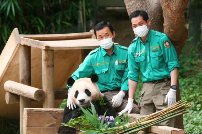 Tất tần tật về Fubao, công chúa gấu trúc đã lấy nước mắt của bao du khách ở Hàn Quốc ngày hôm nay - Ảnh 5.