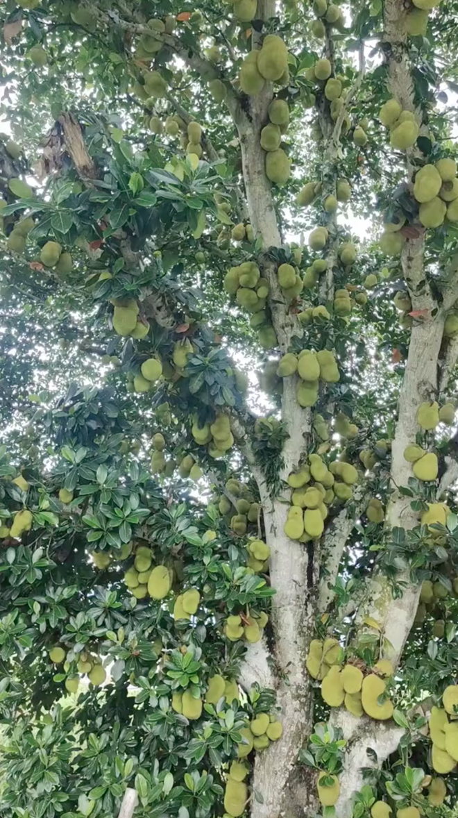 Cây mít "nhiều quả nhất Việt Nam": Chiều cao và số lượng quả gây choáng, dân mạng tò mò về cách thu hoạch- Ảnh 2. Cây mít "nhiều quả nhất Việt Nam": Chiều cao và số lượng quả gây choáng, dân mạng tò mò về cách thu hoạch- Ảnh 2.