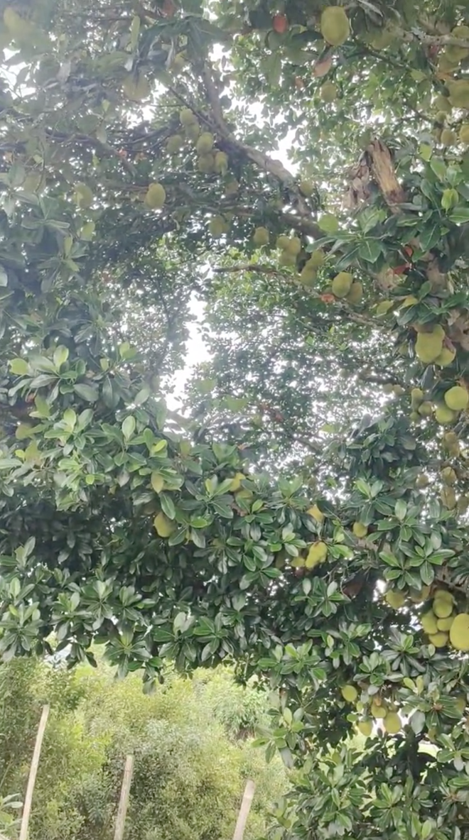 Cây mít "nhiều quả nhất Việt Nam": Chiều cao và số lượng quả gây choáng, dân mạng tò mò về cách thu hoạch- Ảnh 1. Cây mít "nhiều quả nhất Việt Nam": Chiều cao và số lượng quả gây choáng, dân mạng tò mò về cách thu hoạch- Ảnh 1.