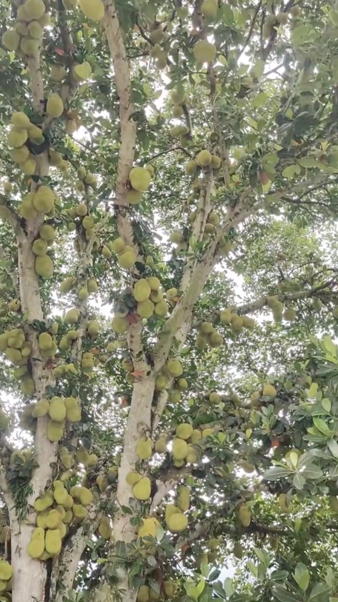 Cây mít "nhiều quả nhất Việt Nam": Chiều cao và số lượng quả gây choáng, dân mạng tò mò về cách thu hoạch- Ảnh 5. Cây mít "nhiều quả nhất Việt Nam": Chiều cao và số lượng quả gây choáng, dân mạng tò mò về cách thu hoạch- Ảnh 5.