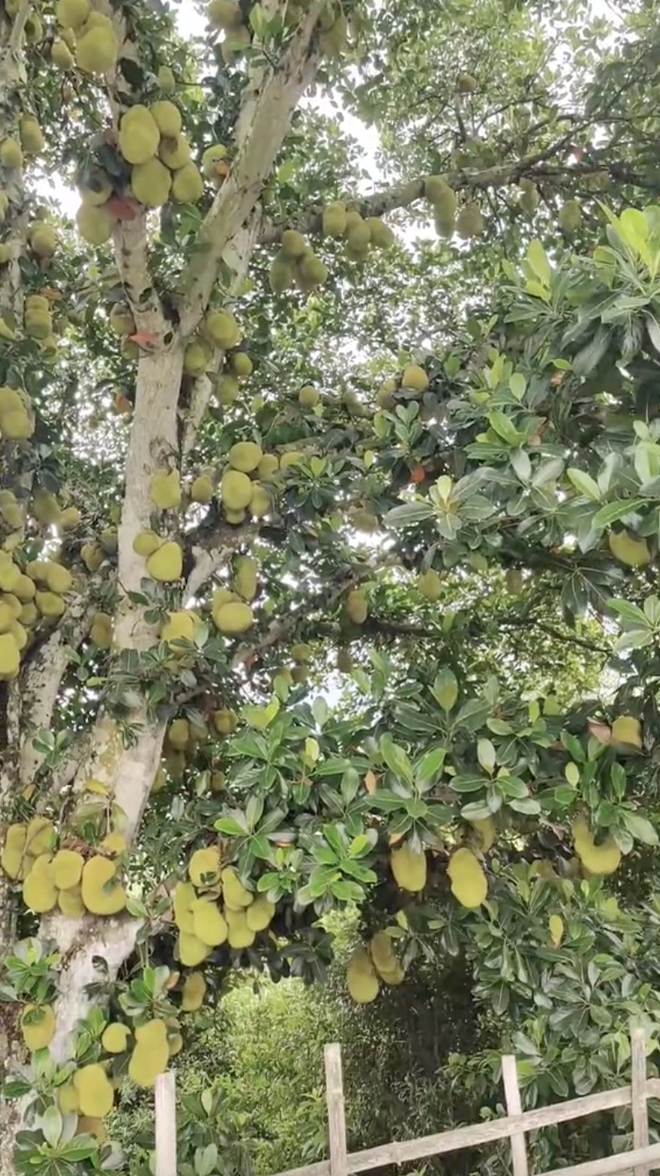 Cây mít "nhiều quả nhất Việt Nam": Chiều cao và số lượng quả gây choáng, dân mạng tò mò về cách thu hoạch- Ảnh 3. Cây mít "nhiều quả nhất Việt Nam": Chiều cao và số lượng quả gây choáng, dân mạng tò mò về cách thu hoạch- Ảnh 3.