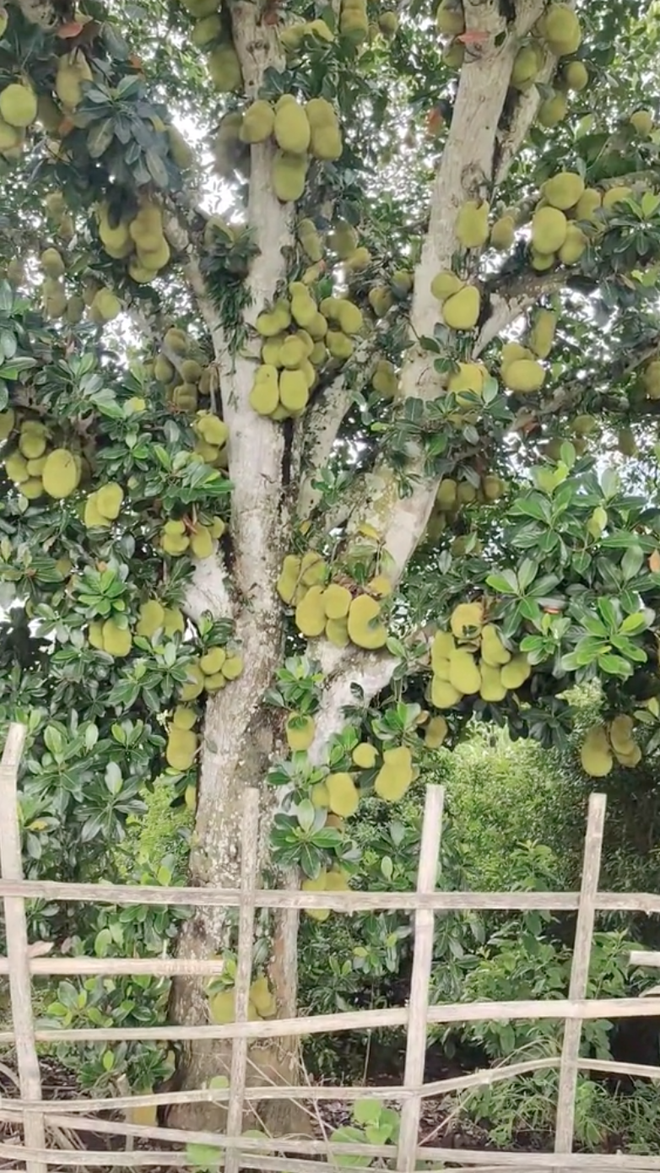 Cây mít "nhiều quả nhất Việt Nam": Chiều cao và số lượng quả gây choáng, dân mạng tò mò về cách thu hoạch- Ảnh 4. Cây mít "nhiều quả nhất Việt Nam": Chiều cao và số lượng quả gây choáng, dân mạng tò mò về cách thu hoạch- Ảnh 4.