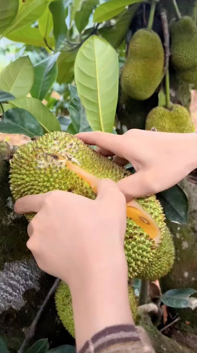 Cận cảnh mít tí hon ở Đồng Nai, người mua thắc mắc ăn mấy quả mới đủ?- Ảnh 3. Cận cảnh mít tí hon ở Đồng Nai, người mua thắc mắc ăn mấy quả mới đủ?- Ảnh 3.