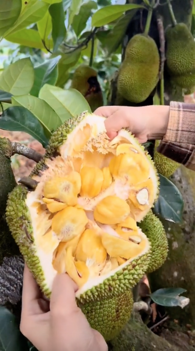 Cận cảnh mít tí hon ở Đồng Nai, người mua thắc mắc ăn mấy quả mới đủ?- Ảnh 4. Cận cảnh mít tí hon ở Đồng Nai, người mua thắc mắc ăn mấy quả mới đủ?- Ảnh 4.