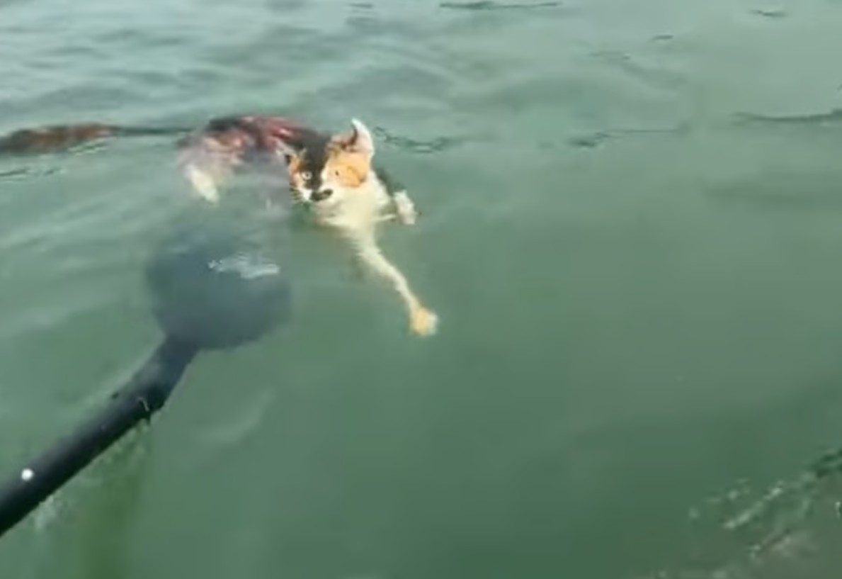 tha meo phong sinh 1