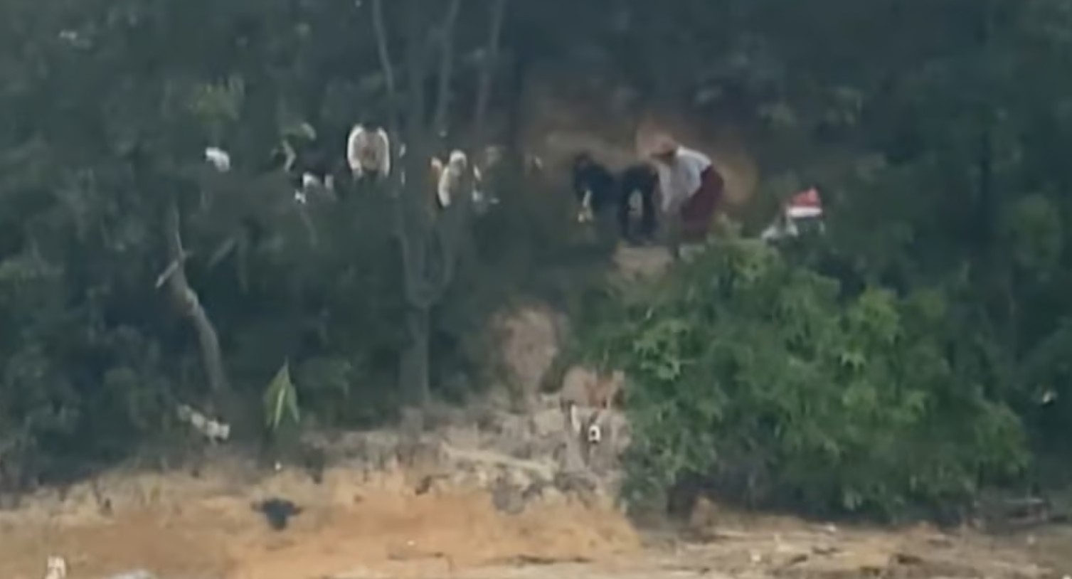 tha meo phong sinh 2