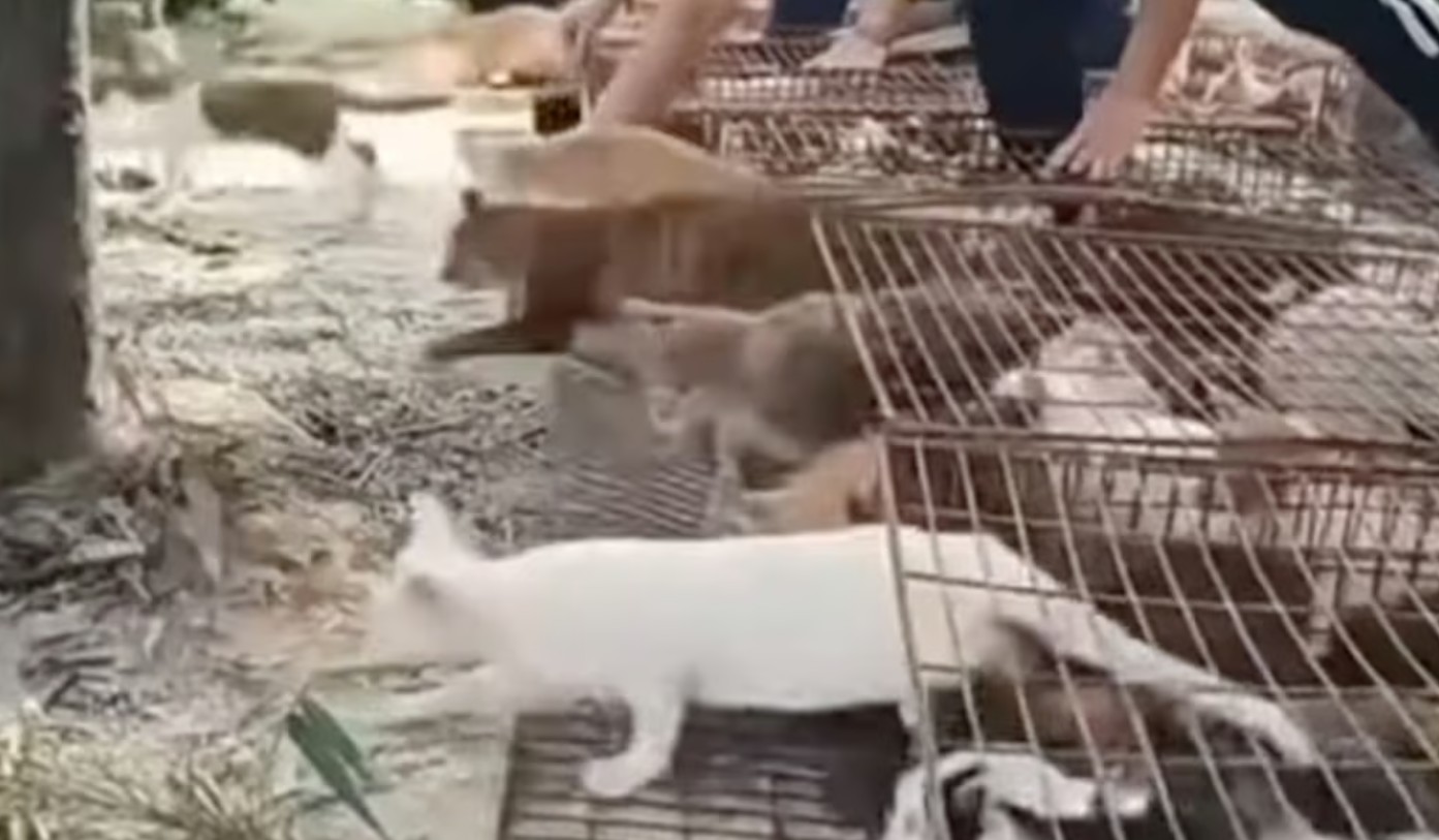 tha meo phong sinh 3