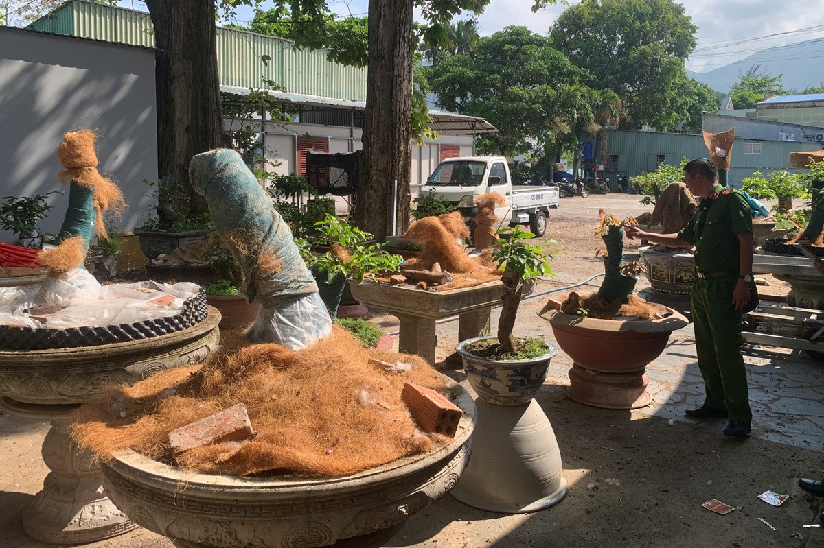 nguoi dan ong bi phat tich thu 42 cay mai vang khong ro nguon goc o con dao 3415