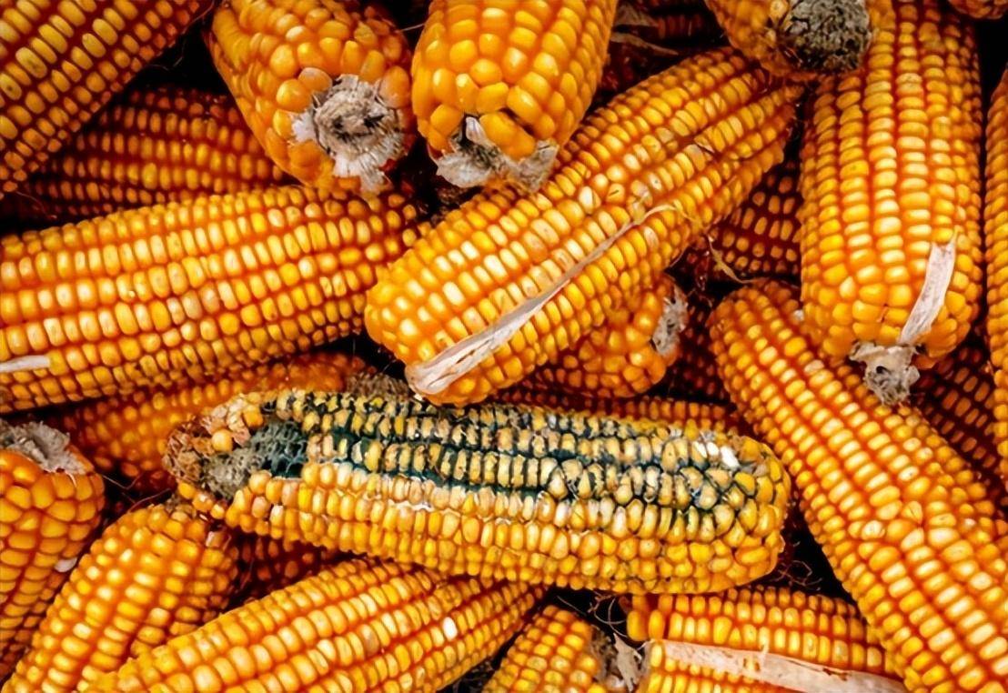 nguoi phu nu qua doi vi ung thu gan do an thu nay hang ngay ai trong chung ta cung can het suc luu y e9bb64c71b0e4720bd6bde84e1c4de6e 1678157507 429 width1108height762