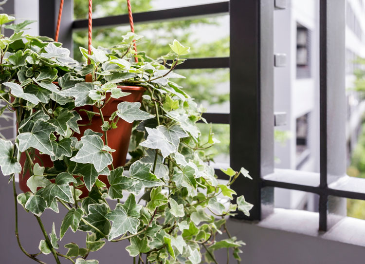 home and garden concept of english ivy plant in pot on the balcony