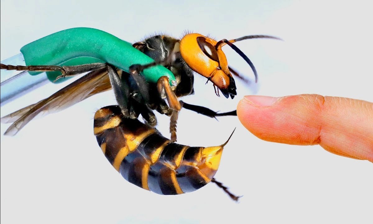 ongbapcay 1574479329 3678 1574479620