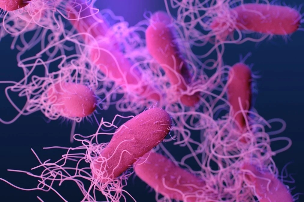 salmonellacdcc7cad348d7dd6b7c5