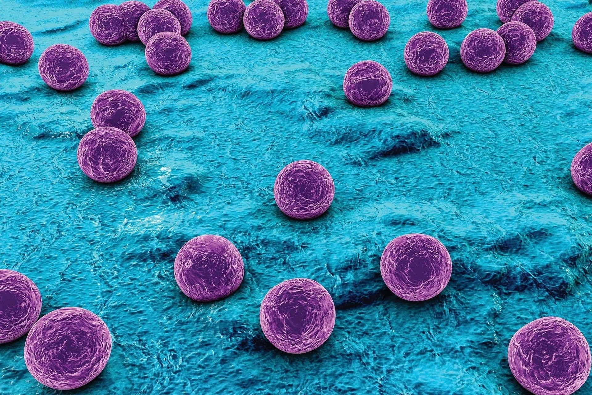 staphylococcusaureus