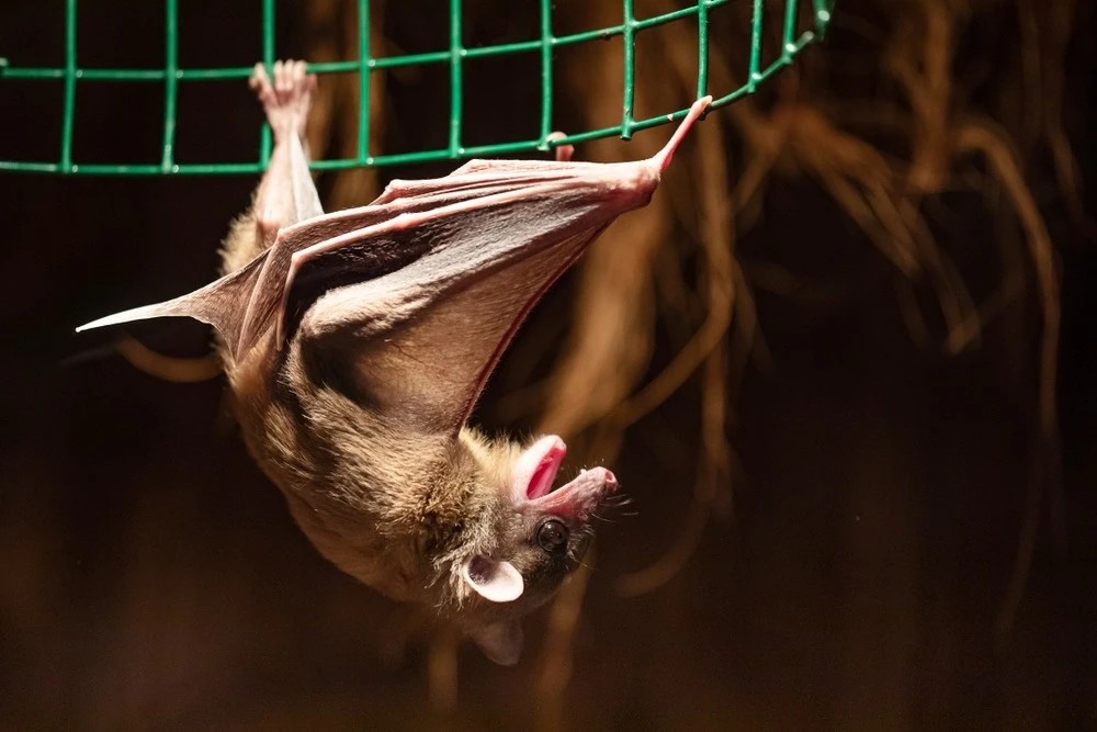 shutterstock1484289074