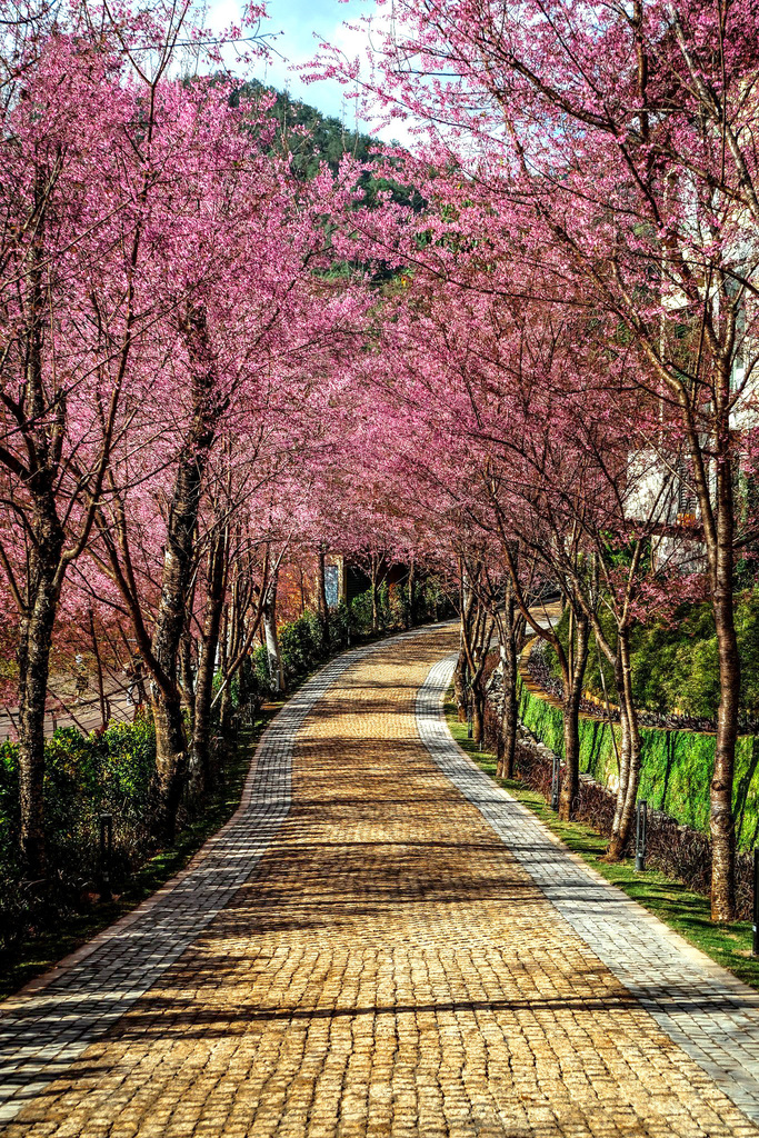 garrya mu cang chai ngap tran sac hoa to day 1