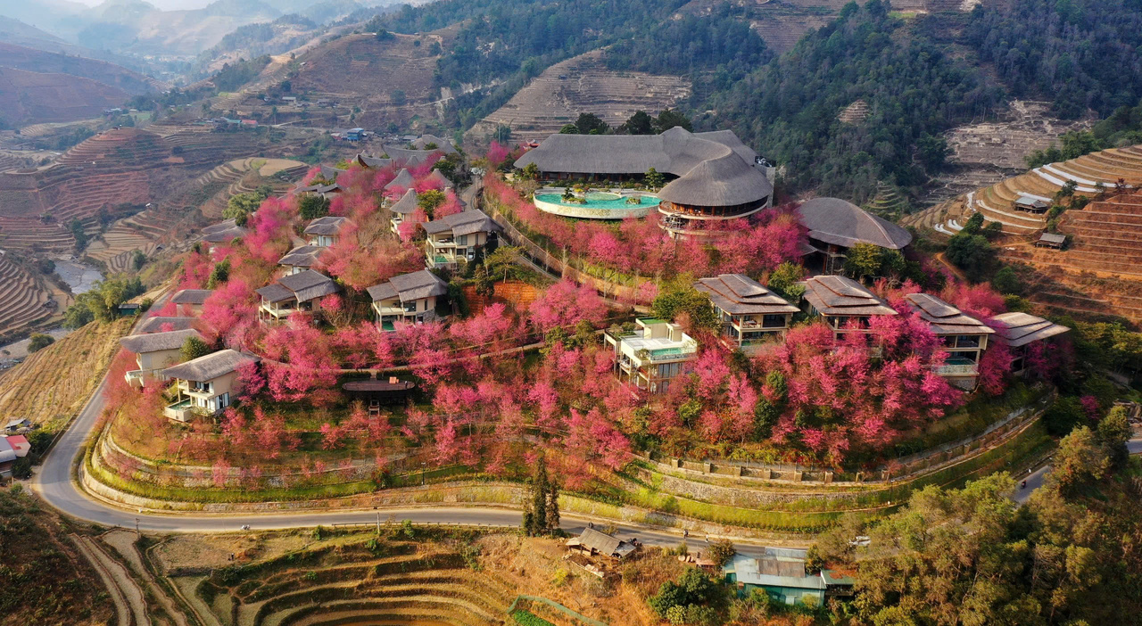 garrya mu cang chai ngap tran sac hoa to day 12jpg