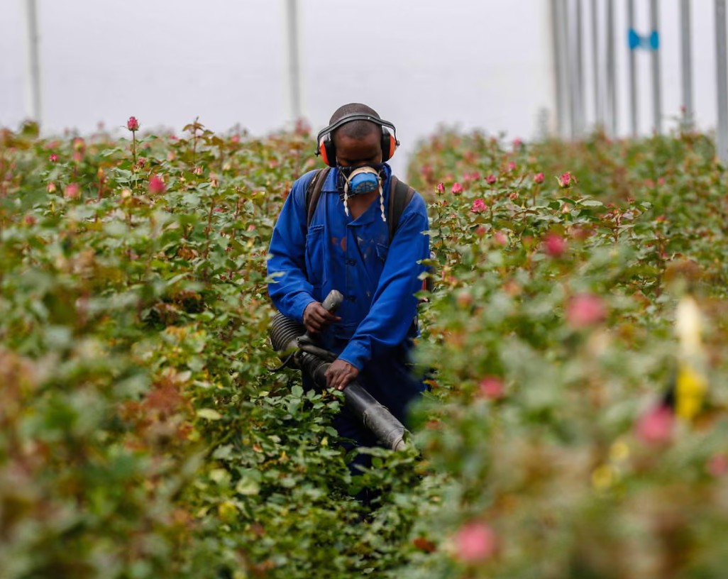 thuoc tru sau o hoa 1