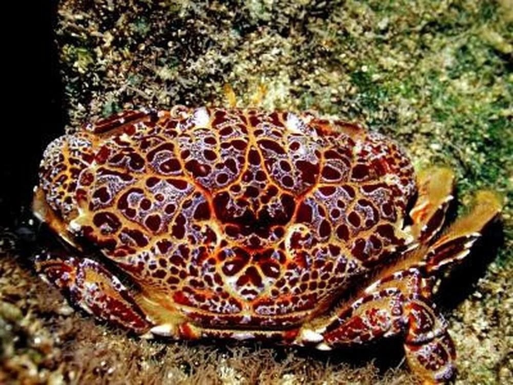 03f91bbc26fdcfa396ecomqzthumb