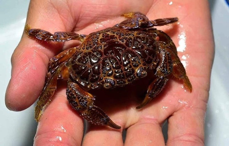 nhan dien cua mat quy de tranh bi ngo doc khi an phai 202005121000329356