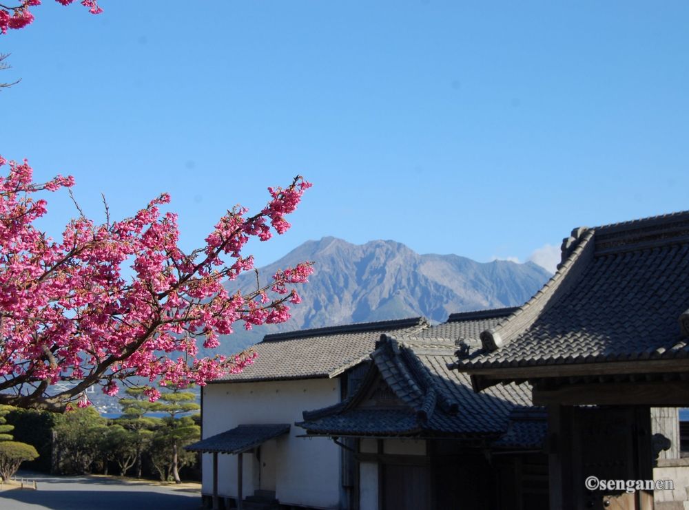 hoa anh dao kanhizakura no rosenganen