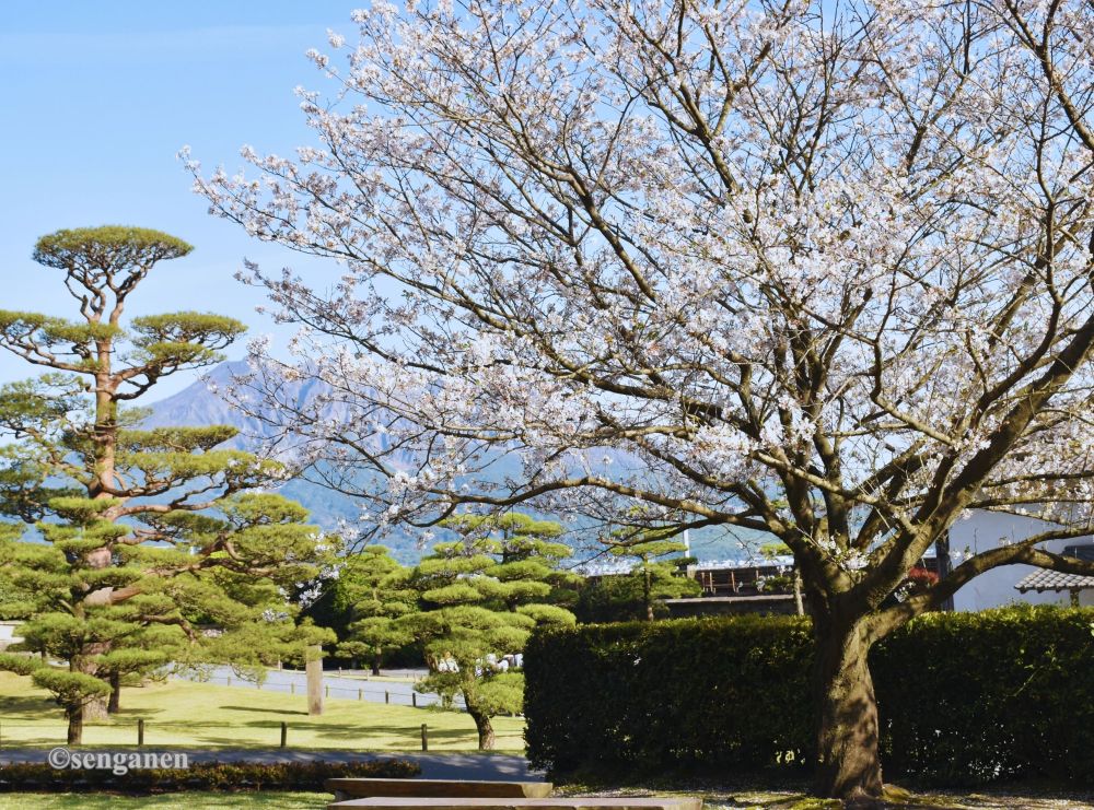 hoa anh dao khoe sac trong khu vuon2senganen