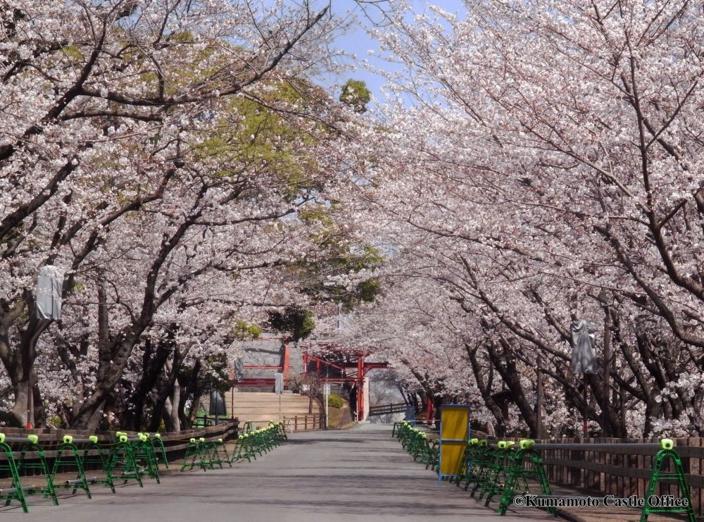 hoa anh dao khoe sac trong khuon vien thanh kumamoto1kumamoto castle office