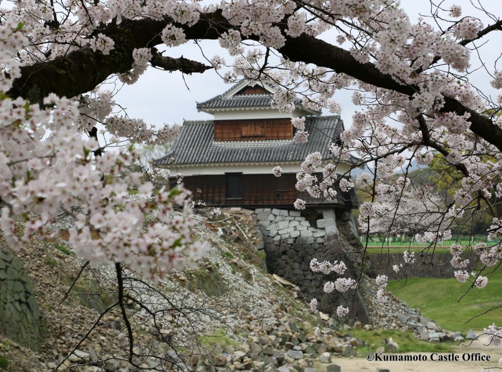 hoa anh dao khoe sac trong khuon vien thanh kumamoto2kumamoto castle office