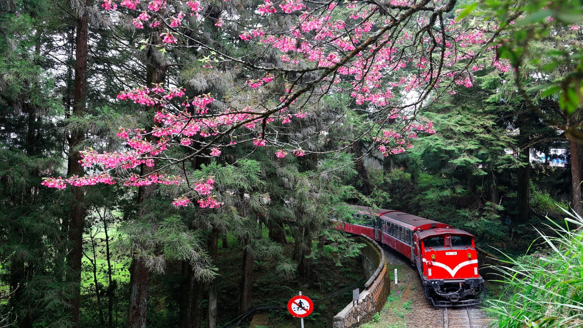 featured image alishan national scenic area chiayi taiwan