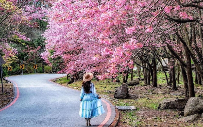 khu bao ton thien nhien wuling hoa anh dao dai loan1734378415