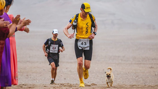 stray dog joins race gobi dion leonard china 11