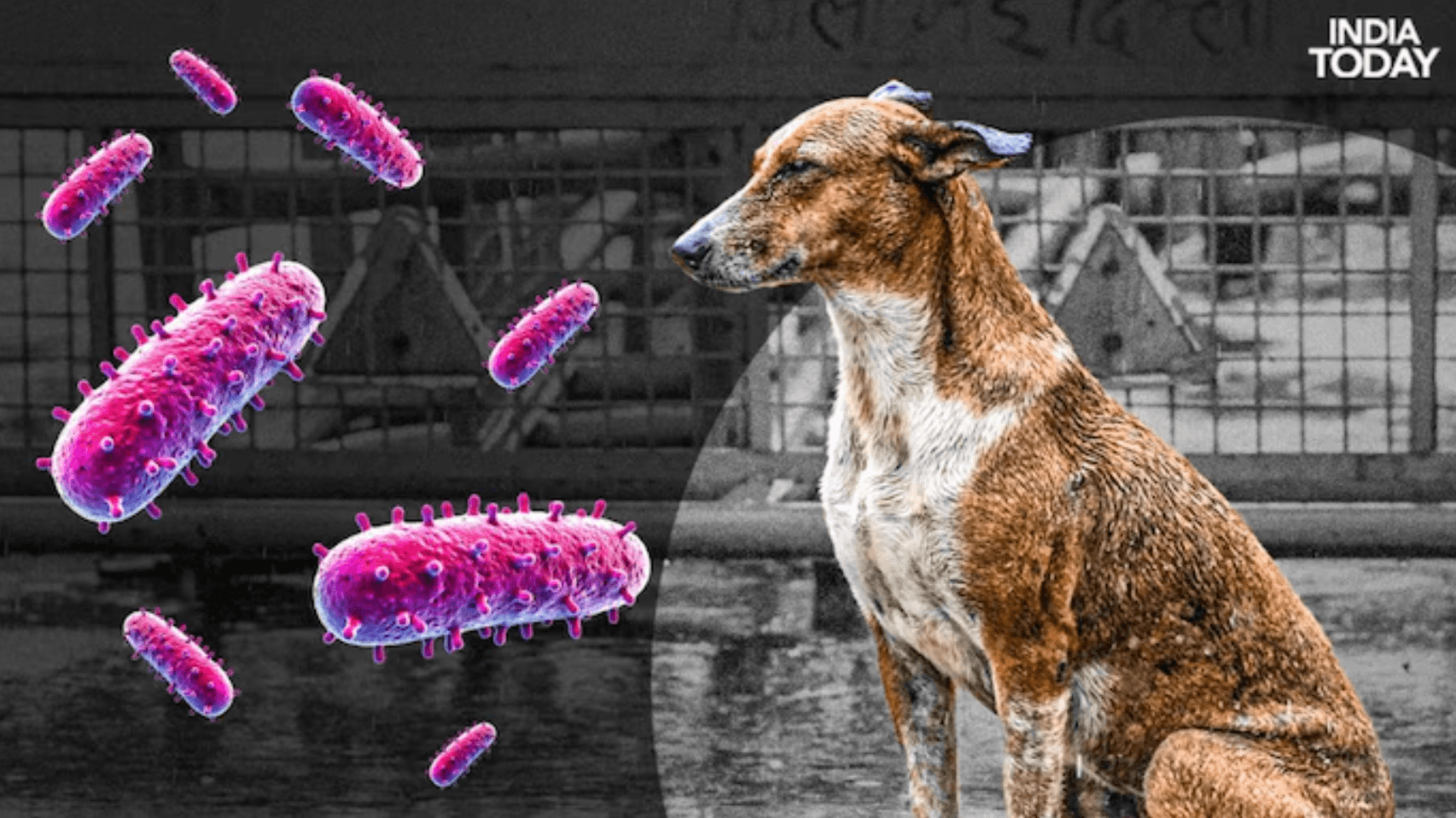 rabies