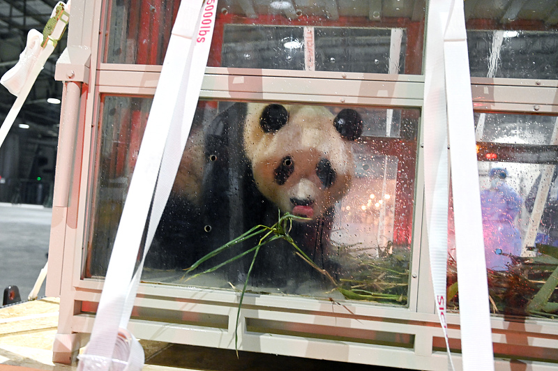 panda fubao