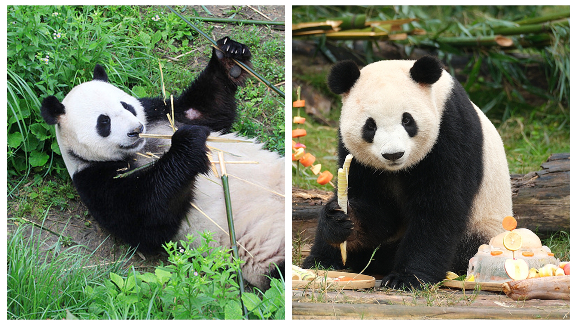 panda